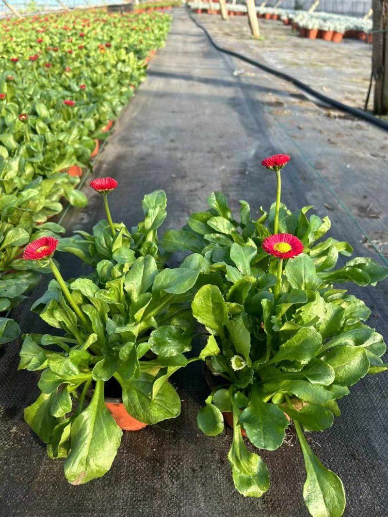 雛菊苗杯苗袋苗盆栽 雛菊苗杯苗袋苗盆栽