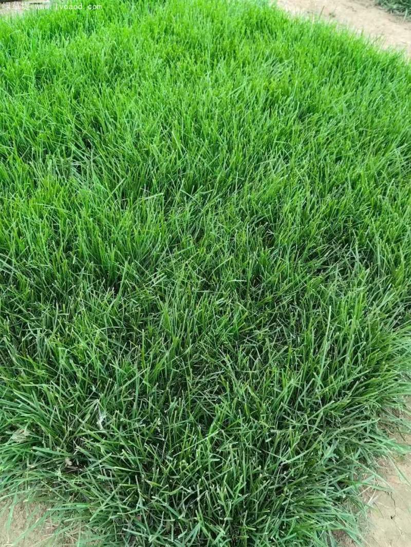 高羊茅草坪植株 高羊茅草坪植株