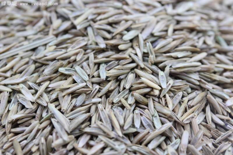 高羊茅種子 高羊茅種子