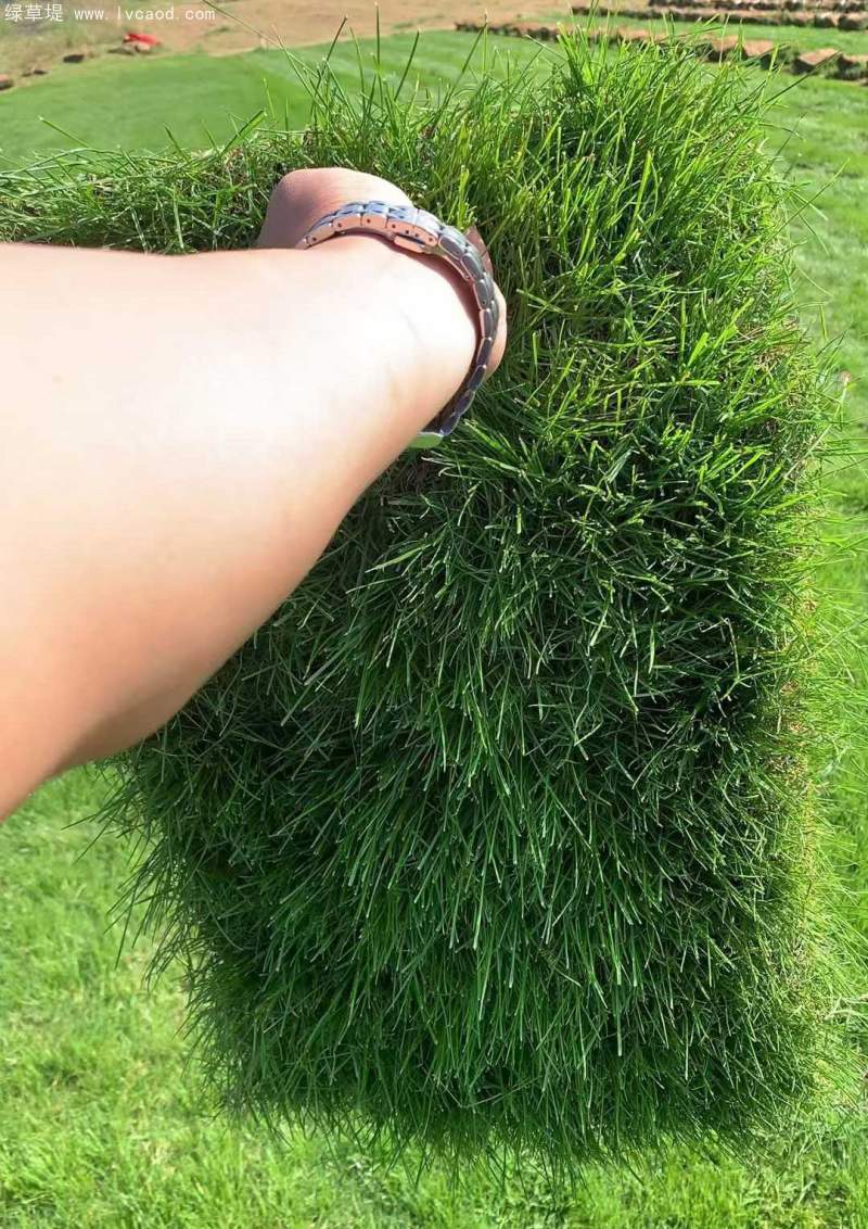 高羊茅草坪植株 高羊茅草坪植株